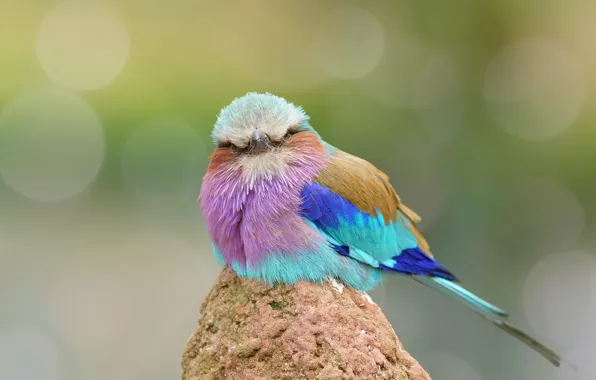 Picture bird, feathers, color, funny, Roller