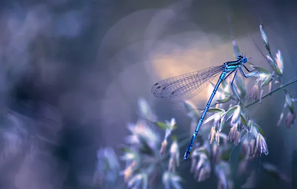 Picture macro, nature, dragonfly, insect, a blade of grass, bokeh