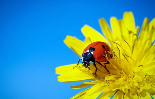 Picture flower, macro, background, ladybug, beetle, insect, sow Thistle