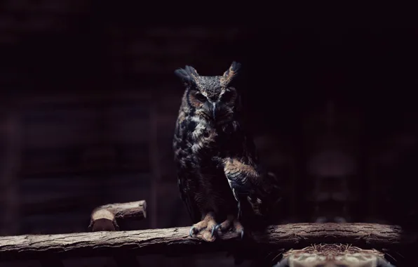 Picture look, owl, bird, branch, claws, dark