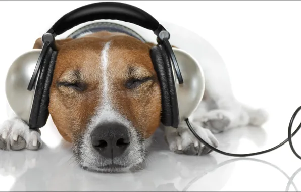 Picture dog, headphones, relax, Music, animals, oops, dogs, other, information, latter