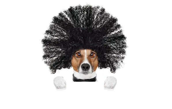 Picture face, creative, hair, humor, paws, hairstyle, white background, Jack Russell Terrier