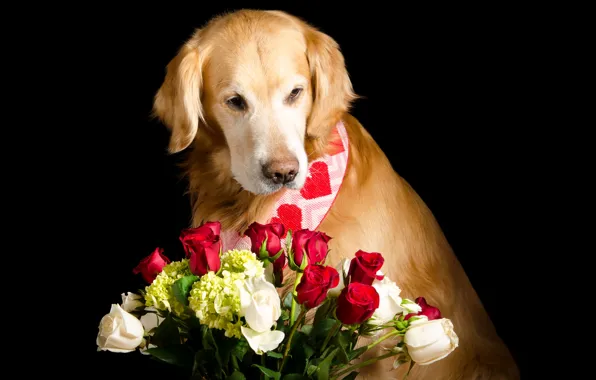 Picture face, flowers, roses, bouquet, red, red, white, black background, Golden, Retriever