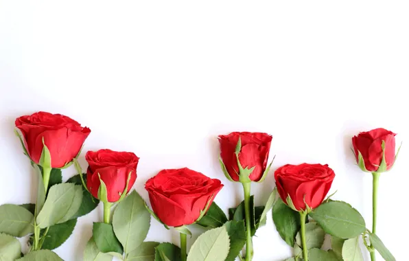 Picture flowers, roses, bouquet, red, red, wood, flowers, romantic, roses