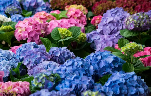 Picture Flowers, flowering, bushes, Hydrangea