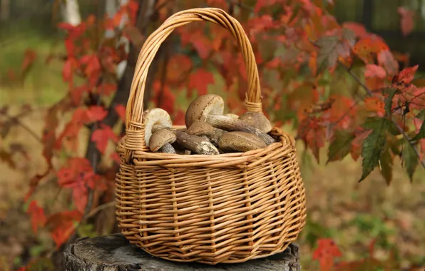 Picture autumn, mushrooms, September, boletus