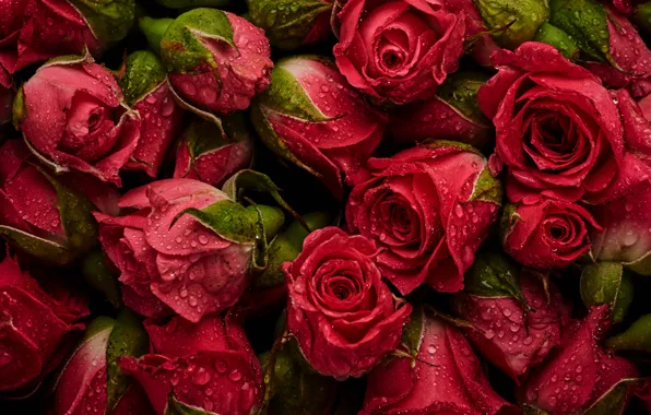 Picture flowers, background, roses, red, red, buds, fresh, flowers, background, roses, natural