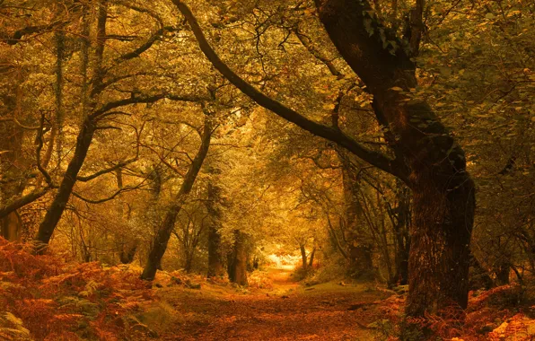 Picture autumn, forest, trees, England, England, Exmoor, Exmoor, Horner Woods
