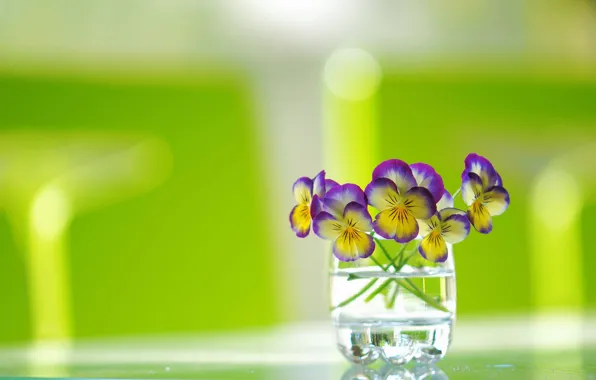 Picture glass, background, a bunch, Pansy, Viola tricolor