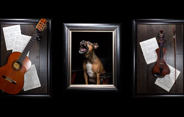 Picture notes, music, violin, guitar, dog