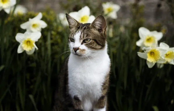 Picture cat, eyes, cat, look, face, flowers, nature, background, portrait, spring, garden, unhappy, flowerbed, striped, daffodils, …