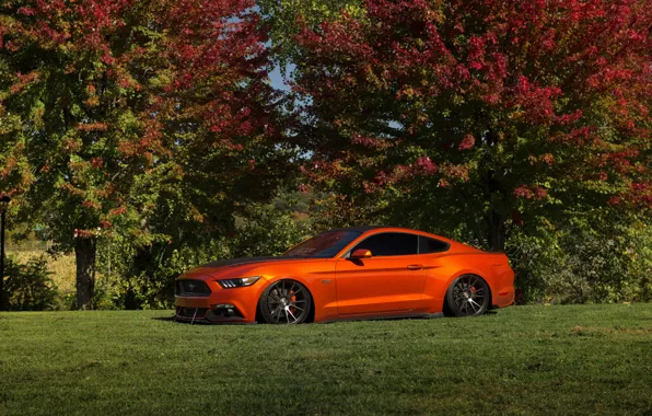 Picture Mustang, Ford, Orange, Wheels, Niche