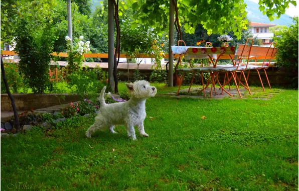 Picture Dog, Dog, Yard, The West highland white Terrier