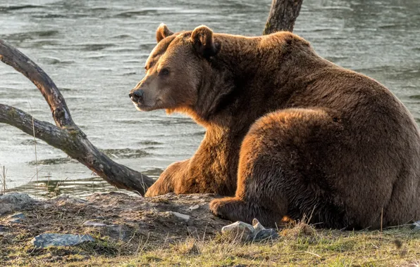Picture animals, river, shore, bear, snag, wildlife, brown