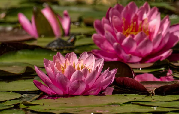 Picture leaves, flowers, pink, flowering, water lilies, water Lily