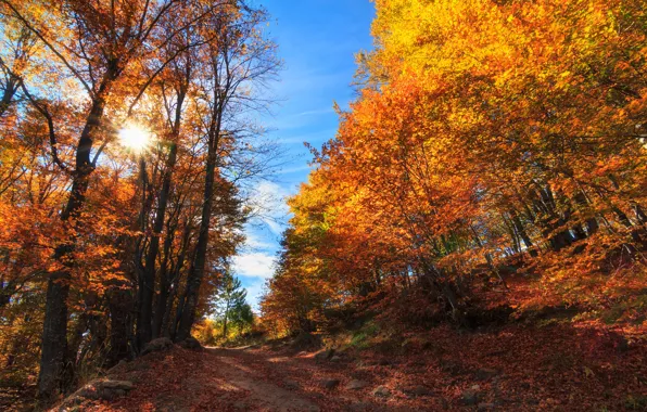 Picture autumn, forest, trees, Bulgaria, Bulgaria, Plovdiv, Borovo, Borovo