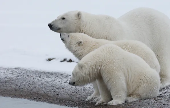 Picture winter, animals, white, snow, nature, shore, bear, family, bears, three, white, bear, white, bears, polar …