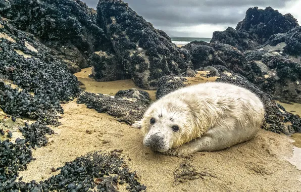 Picture sand, sea, the sky, clouds, stones, rocks, shore, seal, shell, face, cub, wildlife, shellfish, seal