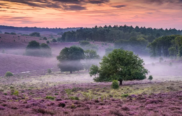 Picture trees, fog, dawn, morning, Netherlands, Netherlands, Heather, National Park Veluwezoom, Gelderland, Gelderland, Nationaal Park Veluwezoom