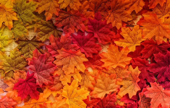 Picture autumn, leaves, background, tree, colorful, wood, background, autumn, leaves, autumn, maple