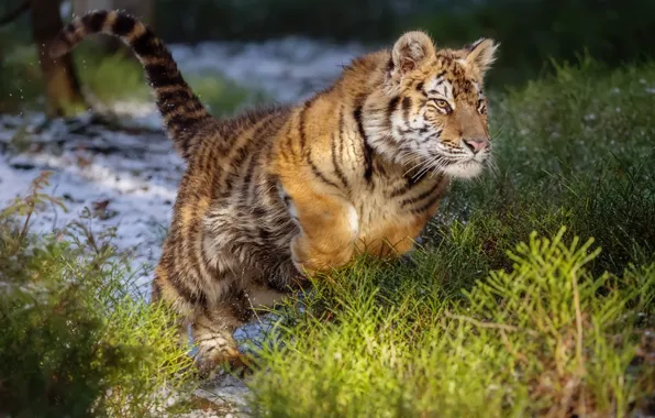 Picture tiger, jump, wild cat, The Amur tiger