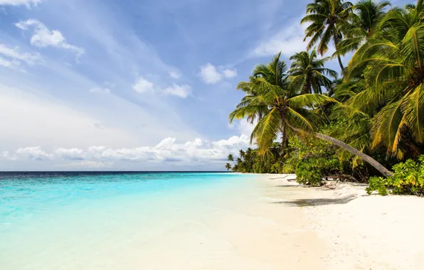 Picture sea, beach, nature, tropics, palm trees, shore, blue sky