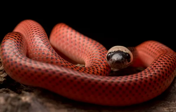 Picture snake, Drepanoides anomalus, Black-collared Snake