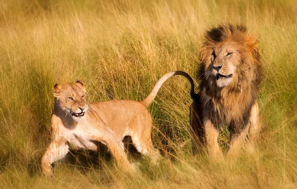 Picture nature, Africa, lions