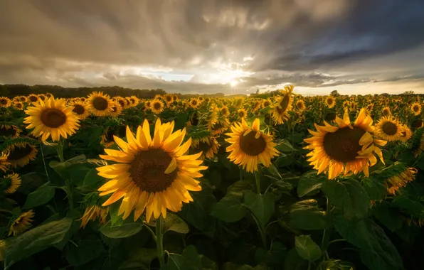 Picture field, summer, the sun, clouds, light, sunflowers