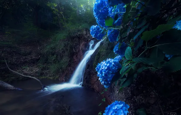 Picture water, flowers, nature, river, waterfall, stream, hydrangea