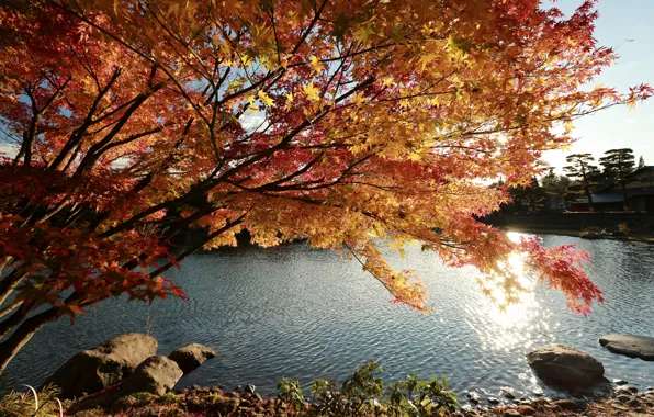 Picture Nature, Tree, Autumn, Lake, Japan, Japan, Nature, Fall, Tree, Autumn, Colors, Lake