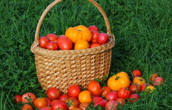 Picture autumn, harvest, tomatoes, tomatoes, vitamins, delicious, cottage