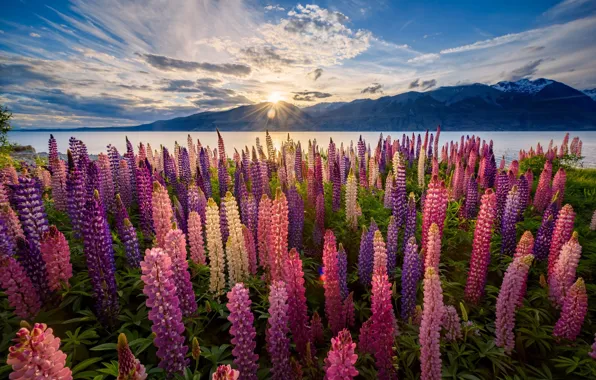 Picture the sun, light, flowers, New Zealand