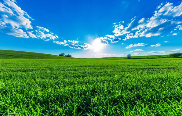 Picture greens, field, summer, the sky, grass, the sun, clouds, trees