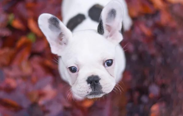 Picture look, dog, puppy, face, bokeh, French bulldog