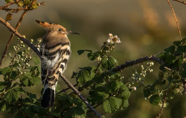 Picture branches, bird, Hoopoe