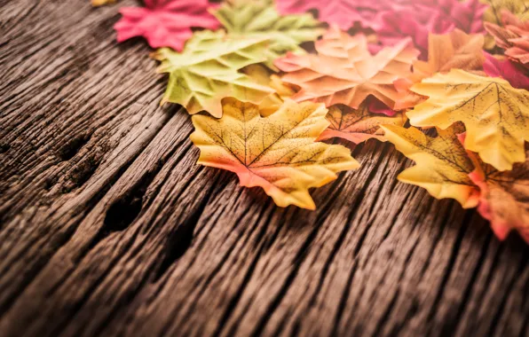 Picture autumn, leaves, background, tree, wood, background, autumn, leaves, autumn, maple