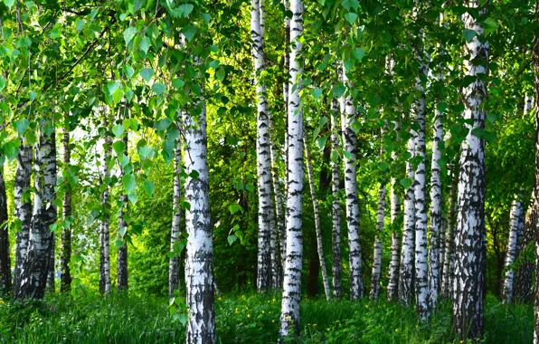 Picture summer, trees, birch, grove