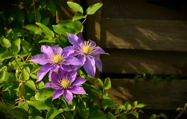 Picture leaves, flowers, wall, Board, plant, clematis, clematis