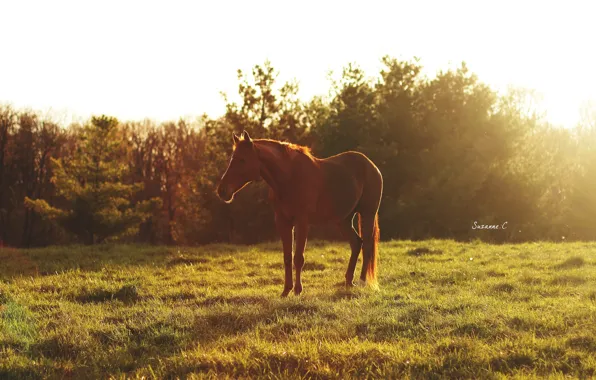 Picture summer, the sun, light, glare, horse, horse, morning, pasture, meadow, red, sleep