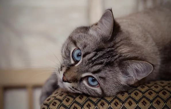Picture cat, cat, look, muzzle, blue eyes, cat