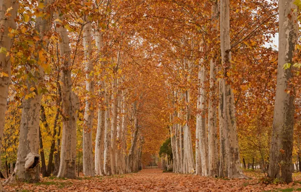 Wallpaper Autumn Forest Leaves Water Trees Bridge Nature Park