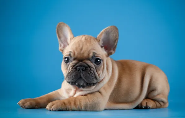 Picture baby, puppy, French bulldog