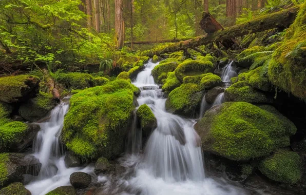 Picture forest, stream, stones, waterfall, moss, river, cascade, Washington, Washington, Olympic National Park, Olympic national Park