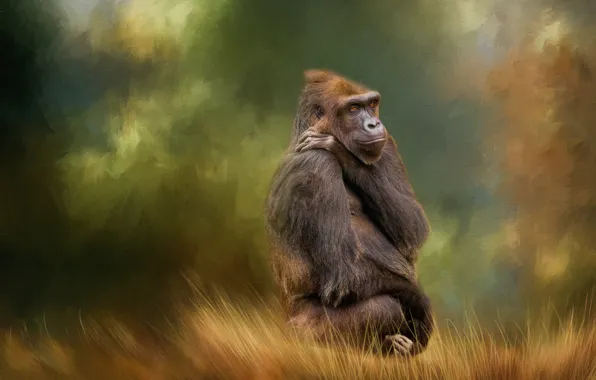 Picture background, texture, monkey, Gorilla