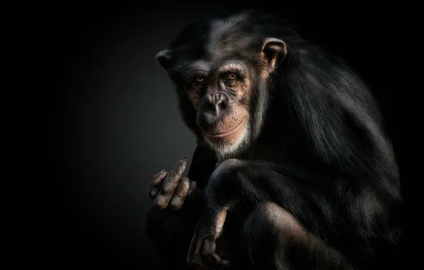 Picture monkey, gesture, chimpanzees
