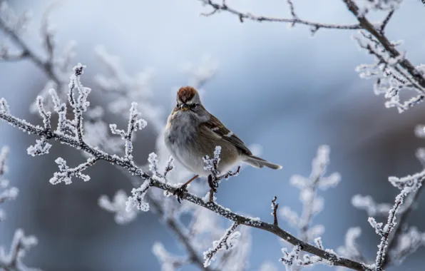 Picture winter, frost, branches, bird, bokeh, Arboreal passerine Bunting