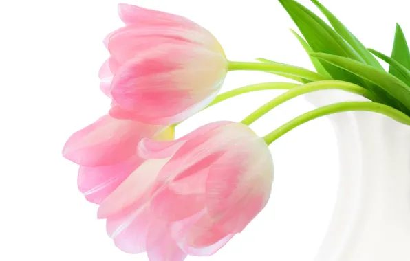 Picture tulips, white background, pink, buds