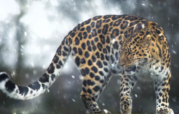 Picture snow, leopard, tail, wild cat