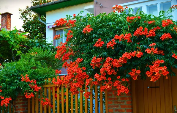 Picture Trees, House, trees, wicket, nature, Flowering, Yard, Red flowers, campsis, Flowering, Red flowers, Kampsis